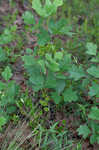 Atlantic poison oak